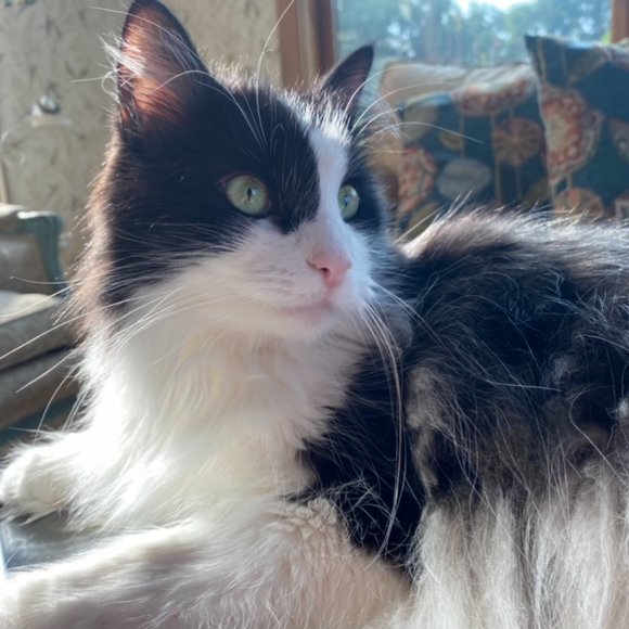 Meet your Posher, Susan - Picture 4 of 4